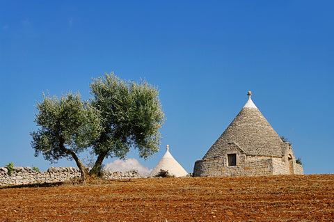 What Makes Our Organic EVOO Exceptional